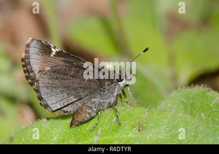Gemeinsame Roadside-Skipper, Amblyscirtes vialis Stockfoto
