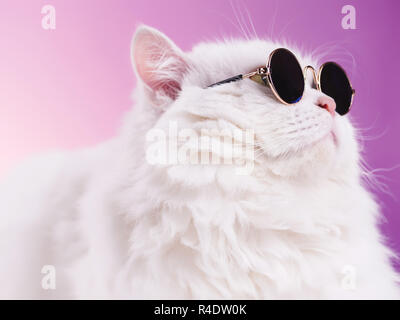 Schließen Portrait von Weißen pelzigen Katze in Mode Sonnenbrille. Studio Foto. Luxuriöse inländischen Kitty in Gläser stellt auf rosa Hintergrund Wand Stockfoto