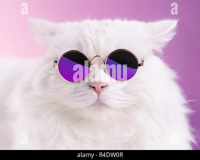 Schließen Portrait von Weißen pelzigen Katze in Mode Sonnenbrille. Studio Foto. Luxuriöse inländischen Kitty in Gläser stellt auf rosa Hintergrund Wand Stockfoto