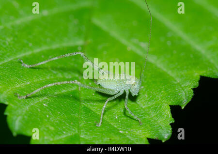 Winkel - Flügel, Katydid Microcentrum sp., Nymphe Stockfoto