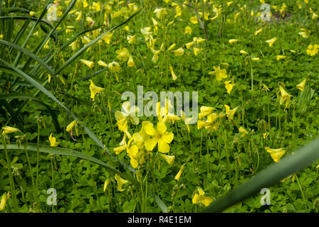 Eine ganze Reihe von Spitzenkönnern gelbe Bermuda Ranunkeln, Oxalis pes-caprae, die Scilly und Chanel Inseln, aber nicht überall in Großbritannien gefunden. Stockfoto