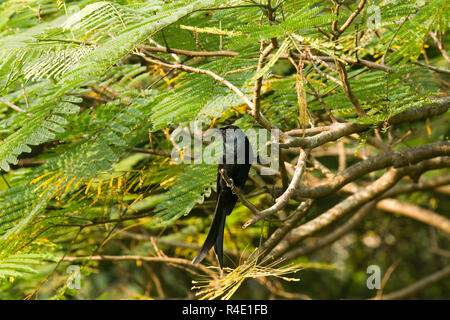 Schwarz Drongo lokal Finge genannt. Chittagong, Bangladesch. Stockfoto