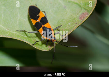 Große Milkweed Bug, Oncopeltus fasciatus, auf Green Seidenpflanze, Asclepias viridis Stockfoto