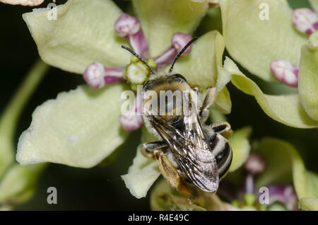 Lange - Biene, Eucera sp., auf Green Seidenpflanze, Asclepias viridis Stockfoto