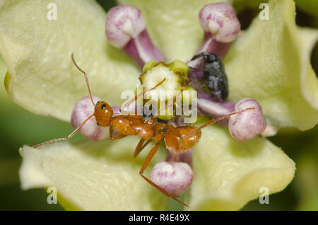 Ant, Formica dolosa, auf Green Seidenpflanze, Asclepias viridis Stockfoto