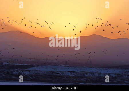 Bozhou, China. 25 Nov, 2018. November 25, 2018, Bozhou, Xinjiang, China. Wuyi Reservoir, jeden Winter Festival, Tausende von Möwen und Enten kommen im Winter, wenn die Sonne untergeht, Tausende von Vögeln zusammen fliegen, sehr spektakulär zu essen! Credit: Costfoto/Alamy leben Nachrichten Stockfoto