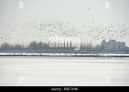 Bozhou, China. 25 Nov, 2018. November 25, 2018, Bozhou, Xinjiang, China. Wuyi Reservoir, jeden Winter Festival, Tausende von Möwen und Enten kommen im Winter, wenn die Sonne untergeht, Tausende von Vögeln zusammen fliegen, sehr spektakulär zu essen! Credit: Costfoto/Alamy leben Nachrichten Stockfoto