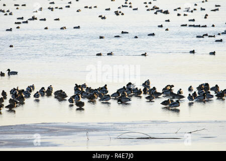 Bozhou, China. 25 Nov, 2018. November 25, 2018, Bozhou, Xinjiang, China. Wuyi Reservoir, jeden Winter Festival, Tausende von Möwen und Enten kommen im Winter, wenn die Sonne untergeht, Tausende von Vögeln zusammen fliegen, sehr spektakulär zu essen! Credit: Costfoto/Alamy leben Nachrichten Stockfoto