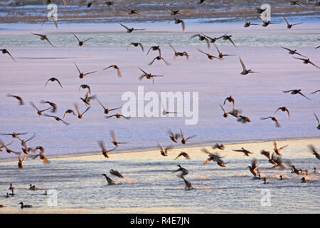 Bozhou, China. 25 Nov, 2018. November 25, 2018, Bozhou, Xinjiang, China. Wuyi Reservoir, jeden Winter Festival, Tausende von Möwen und Enten kommen im Winter, wenn die Sonne untergeht, Tausende von Vögeln zusammen fliegen, sehr spektakulär zu essen! Credit: Costfoto/Alamy leben Nachrichten Stockfoto