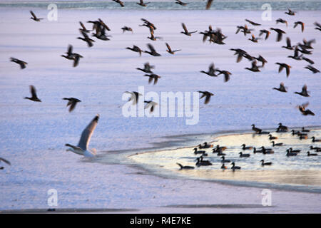 Bozhou, China. 25 Nov, 2018. November 25, 2018, Bozhou, Xinjiang, China. Wuyi Reservoir, jeden Winter Festival, Tausende von Möwen und Enten kommen im Winter, wenn die Sonne untergeht, Tausende von Vögeln zusammen fliegen, sehr spektakulär zu essen! Credit: Costfoto/Alamy leben Nachrichten Stockfoto