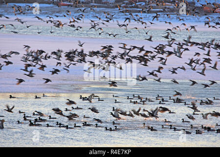 Bozhou, China. 25 Nov, 2018. November 25, 2018, Bozhou, Xinjiang, China. Wuyi Reservoir, jeden Winter Festival, Tausende von Möwen und Enten kommen im Winter, wenn die Sonne untergeht, Tausende von Vögeln zusammen fliegen, sehr spektakulär zu essen! Credit: Costfoto/Alamy leben Nachrichten Stockfoto