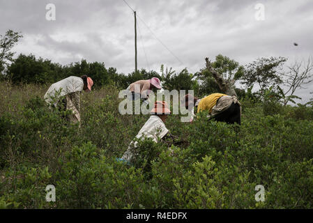 Los Yungas, Bolivien. 26 Nov, 2018. Tagelöhner auf einem coca Plantage in der Gemeinschaft von Cruz Loma, Los Yungas. Diese Region ist der größte Bereich der Kokaanbau im Land. Laut dem Büro der Vereinten Nationen für Drogen- und Verbrechensbekämpfung (UNODC), der Bereich um sechs Prozent im Jahr 2017 gestiegen. In Bolivien, das Kauen von Coca-Blättern ist eine Tradition und weit verbreitete und rechtlichen Praxis. Bolivien ist das drittgrößte coca Produzent weltweit nach Peru und Kolumbien. Credit: Marcelo Perez del Carpio/dpa/Alamy leben Nachrichten Stockfoto