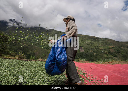 Los Yungas, Bolivien. 26 Nov, 2018. Ein Mann legt Coca Blätter, die in der Gemeinschaft von Cruz Loma, Los Yungas. Diese Region ist der größte Bereich der Kokaanbau im Land. Laut dem Büro der Vereinten Nationen für Drogen- und Verbrechensbekämpfung (UNODC), der Bereich um sechs Prozent im Jahr 2017 gestiegen. In Bolivien, das Kauen von Coca-Blättern ist eine Tradition und weit verbreitete und rechtlichen Praxis. Bolivien ist das drittgrößte coca Produzent weltweit nach Peru und Kolumbien. Credit: Marcelo Perez del Carpio/dpa/Alamy leben Nachrichten Stockfoto