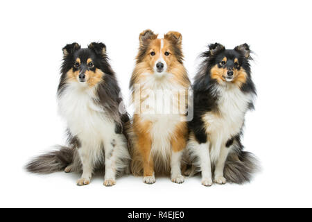 Drei Hunde sheltie Stockfoto