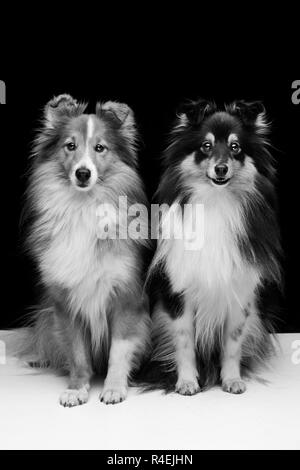 Zwei Hunde sheltie Stockfoto