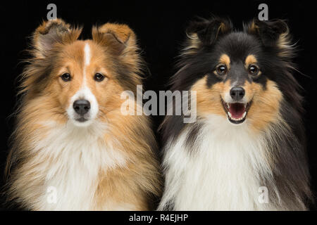 Zwei Hunde sheltie Stockfoto