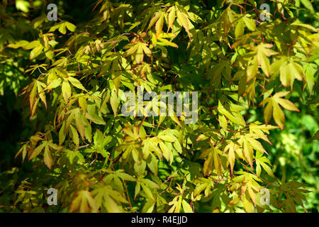 Acer palmatum japanischer Sunrise, acern, Grün, Gelb, Blätter, Laub, Frühling, Zierpflanzen, baum, bäume, Garten, RM Floral Stockfoto