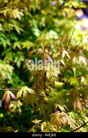 Acer palmatum japanischer Sunrise, acern, Grün, Gelb, Blätter, Laub, Frühling, Zierpflanzen, baum, bäume, Garten, RM Floral Stockfoto