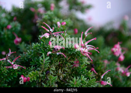 Grevillea lanigera niederwerfen, Zwerg Woolly Grevillea, Evergreen, hardy Bodenbewuchs, grau-grünen Blättern, wollig, Rosa, Blumen, Blüte, Garten, RM floral Stockfoto