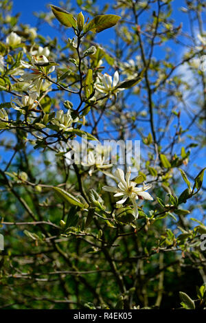 Magnolia Gold Star, sternförmigen, Creme, Gelb, Blumen, Blume, Blüte, Magnolien, Garten, RM Floral Stockfoto