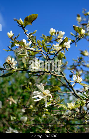 Magnolia Gold Star, sternförmigen, Creme, Gelb, Blumen, Blume, Blüte, Magnolien, Garten, RM Floral Stockfoto