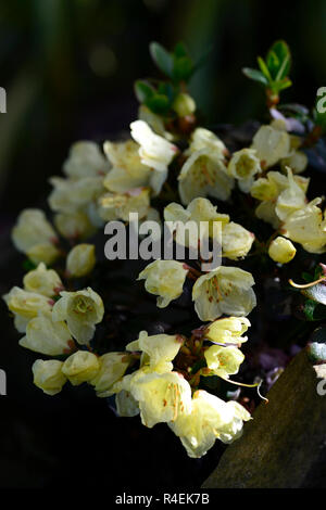 Rhododendron wren, Zwerg, Miniatur, gelb Rhododendron, Rhododendren, alpine, alpines, Garten, Gartenbau, Gelb, Blumen, Blüte, RM Floral Stockfoto