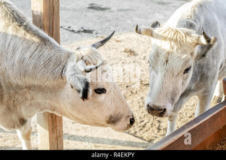 Paar weiße Kühe an Vieh ständigen Hof auf der Farm. Stockfoto