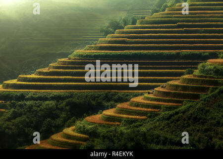 Die Landwirte der Ernte von Reis bei Sonnenaufgang, Mu Cang Chai, Yen Bai, Tay Bac, Vietnam Stockfoto