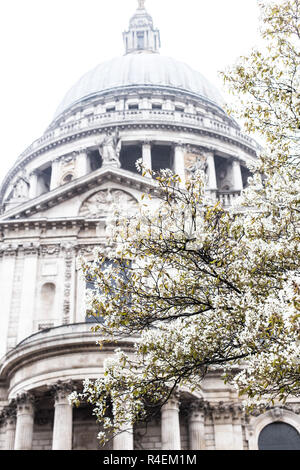 Cherry Blossom auf einen Baum vor St Pauls Cathedral, London, Vereinigtes Königreich Stockfoto