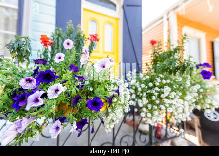 Nahaufnahme des bunten Lila und Blau calibrachoa petunia Blumen Korb hängen an Zaun durch Gebäude Haus Eingang, niemand auf Bürgersteig in New Orleans. Stockfoto