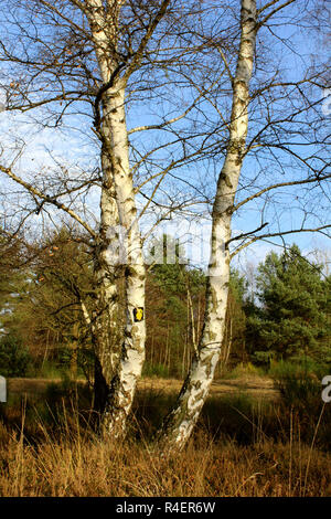 Heide im Herbst Stockfoto