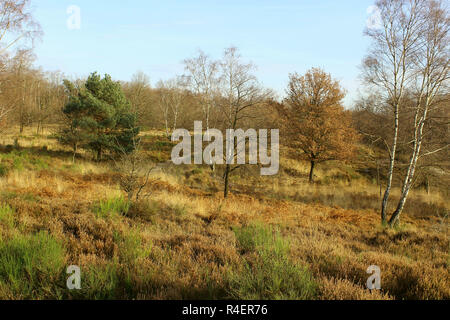 Heide im Herbst Stockfoto