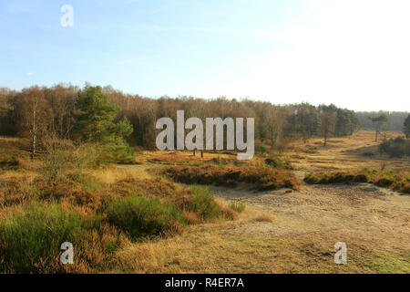 Heide im Herbst Stockfoto