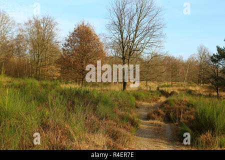 Heide im Herbst Stockfoto