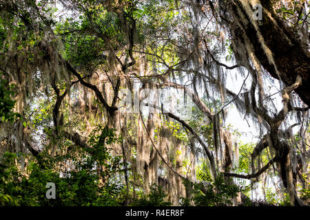 Niedrigen Winkel, Ansicht von hohen südlichen live oak tree Perspektive mit hängenden Spanisches Moos in Paynes Prairie Preserve State Park in Florida Stockfoto