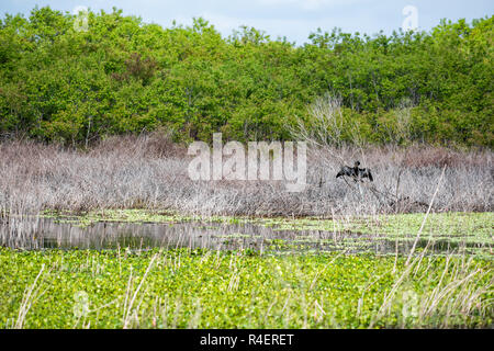 Anhinga Teufel Vogel in Marsh in Paynes Prairie Preserve State Park in Gainesville, Florida, Sumpf, offenen Flügeln Stockfoto