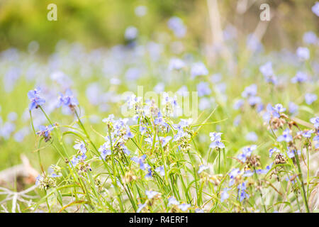 Wildblumen Tradescantia occidentalis Spiderwort lila Blüten mit 3 Blütenblättern closeup in Paynes Prairie Preserve State Park in Gainesville, Florida Stockfoto