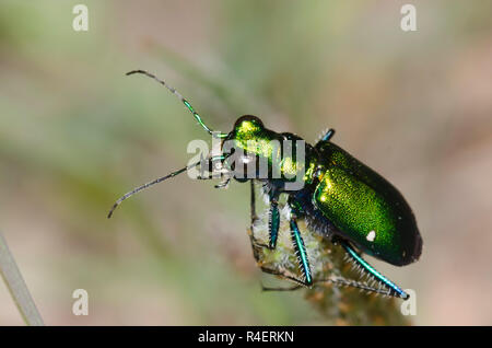 Six-Spotted Tiger Beetle, Cicindela sexguttata Stockfoto