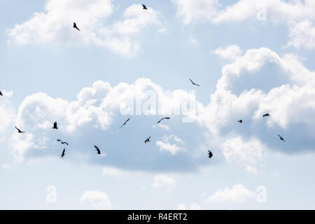 Herde, viele Vögel Geier fliegen im Himmel über tiefes Loch berühmte Alligator See Teich in der Myakka River State Park, Sarasota, Florida, murmuration Stockfoto