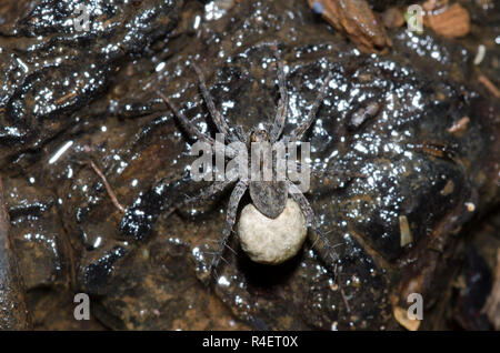 Thinlegged Wolf Spider, Pardosa sp., Weibchen mit Ei Fall Stockfoto