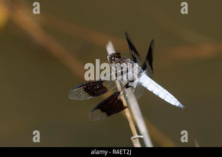 Gemeinsame Whitetail, Plathemis Lydia, männlich Stockfoto