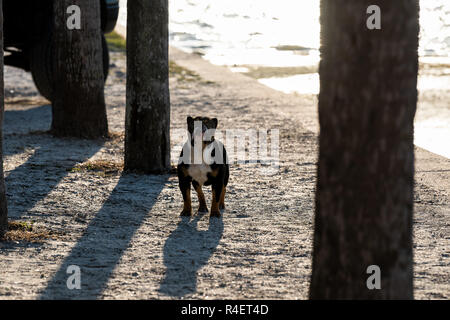 Lustige Bulldog Bulldog in Sarasota, Florida stand wütend auf Strand in der Park Street bei Sonnenuntergang Silhouette Stockfoto