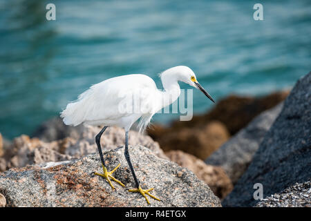 Nahaufnahme eines snowy egret weißen Vogel gehen auf felsigen pier Felsen in Florida Golf von Mexiko in Venice Beach, gelben und blauen Farben Stockfoto