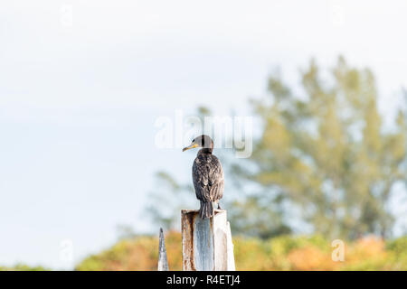 Nahaufnahme von einem Doppel crested cormorant Vogel auf Stapeln in Florida Golf von Mexiko in Venice Beach pier Harbor Marina gehockt Stockfoto