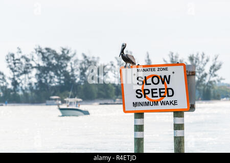 Eastern Brown pelican in Venice, Florida am Pier manatee unterzeichnen, mit Motorboot im Hintergrund, im Yachthafen langsame Geschwindigkeit hochgestellt Stockfoto