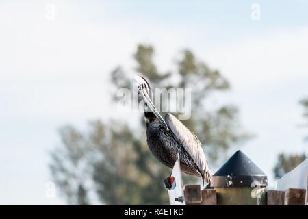 Nahaufnahme der Braune Pelikan in Venice, Florida am Pier, Putzende Federn mit Schnabel, Augen, Baum im bokeh Hintergrund Stockfoto