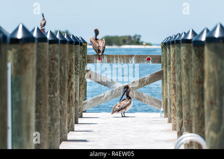 Viele Jugendliche Eastern Brown pelican Vögel in Florida am Pier, Putzende Federn mit Schnabel auf Holz- dock Marina Hafen Promenade Stockfoto