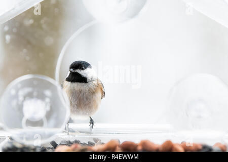 Nahaufnahme eines chickadee Vogel auf Kunststoff Fenster aus Glas, Schrägförderer barsch Thronen sitzen, sonnigen Tag, auf der Suche während der schweren Schnee, Schnee, Schneesturm auf sonnigen Stockfoto