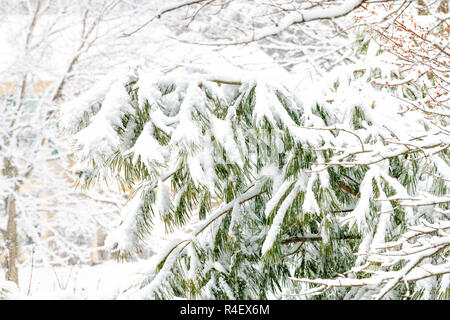 Aussicht vom Fenster auf Schneesturm, Sturm, Schneefall Wetter draußen, im Freien mit Pine Tree Branches, rote Knospen, Blüten im Schnee im Hinterhof, vorne Stockfoto