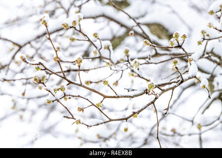 Nahaufnahme von Sakura, die Kirschblüte Baum Knospen auf den Ästen im Frühling, Frühling im Schnee, Schneesturm, Unwetter, Schnee, fallender Schneeflocken gegen Stockfoto